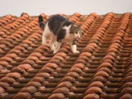 Ljubicas Katze schaut vom Dach aus zu