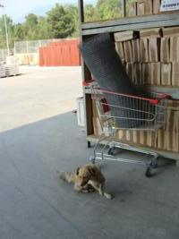 Der Hund "bewacht" unseren Einkauf