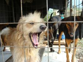 Zwinger mit mehreren Hunden im Asyl Kotor