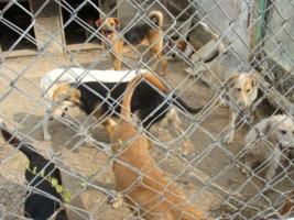 Hunde im Asyl Kotor