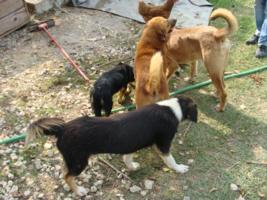 Hunde im Asyl Kotor