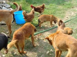 Hunde im Asyl Kotor - mit Hühnern